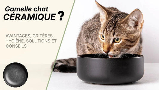 Meilleure gamelle en céramique pour chat : comment bien choisir ? Guide conseils