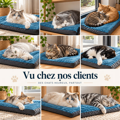 Coussins pour chats testés par différents félins sur couchage rectangulaire moelleux