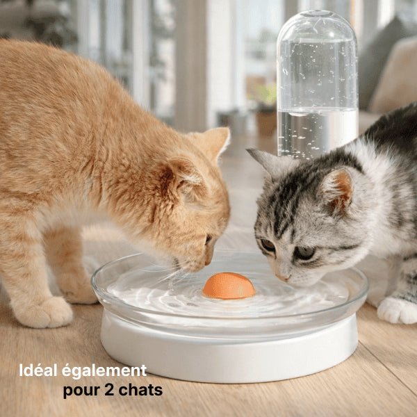 Deux chats buvant ensemble dans un distributeur eau chat à filtre permanent avec grand bol stable