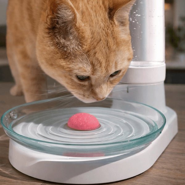 Chat buvant dans un distributeur d’eau pour chat à filtre permanent avec grand bol et hydratation continue