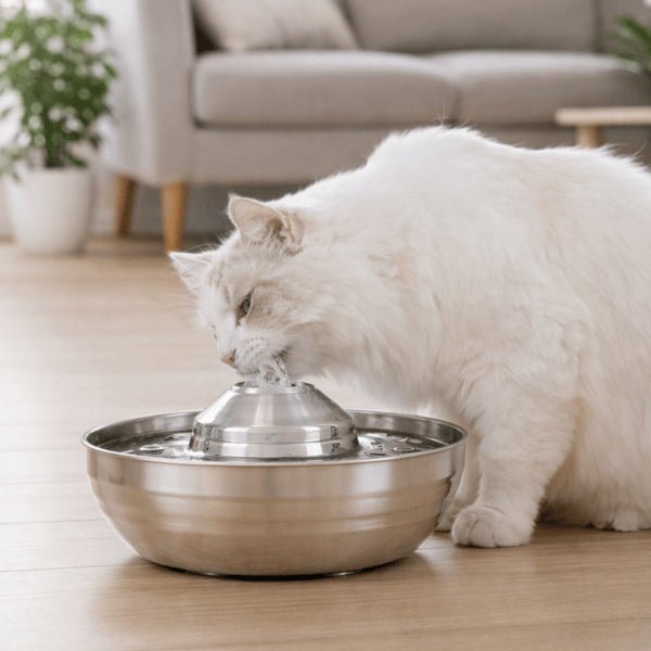 Chat utilisant une fontaine chat en inox avec buse d’eau