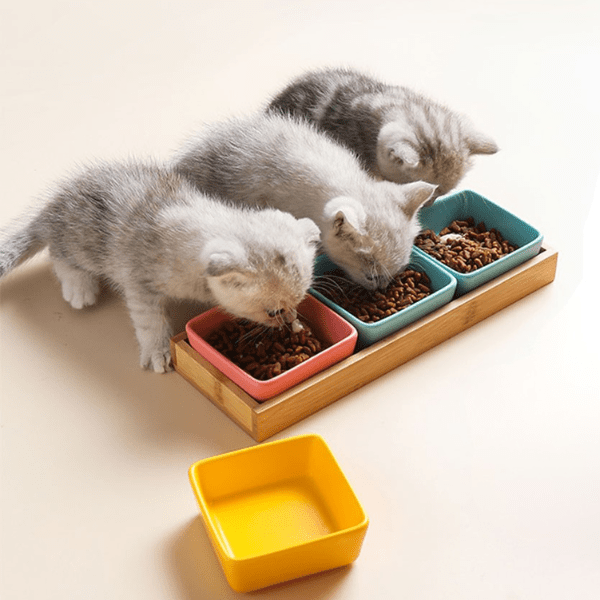 Trois chatons qui mangent croquettes dans gamelles chaton céramique carré bleu rose support bambou - Croc&Roll™